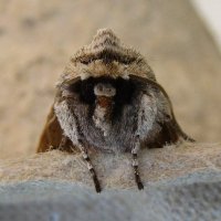 Vauvert Moths(@vauvertmoths) 's Twitter Profile Photo