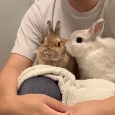うさぎと暮らしと。のチャンネルでYouTube動画投稿中 うさぎ🐰【ミロ♂5才フロスティ】すーちゃん👧▷2歳。 ▷like うさぎ