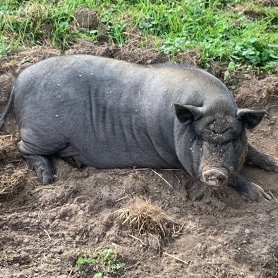 BaronAlexanderD's profile picture. The Baron Crudpole. Always We. Tech / media exec dreaming of green forests but living in Westminster. Deep loathing of everything Tory