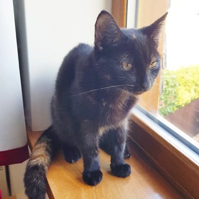 KTjuta's profile picture. Nearly sixty which is terrifying if I’m being honest.