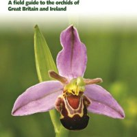 Britain's Orchids (@britainsorchids) 's Twitter Profile