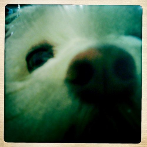 shepcat's profile picture. i'm the original badass maltipoo.