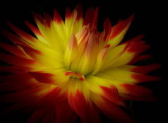 BellaMary_Jazz's profile picture. I love all things StarTrek
Fav genres: SciFi and Horror
Fav Writer: The King of Horror :)
Fav Music 80s and Jazz