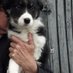 Dyfi Shepherdess (@dyfishepherdess) Twitter profile photo Dyfi Shepherdess (@dyfishepherdess) Twitter profile photo