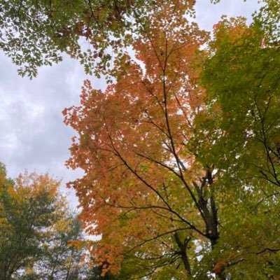 DianaFuquene's profile picture. 