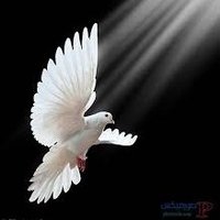 pigeon (@pigeonlibre3) 's Twitter Profile