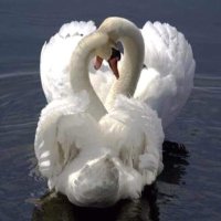 البابلي (@me0c6m3b7rrenvx) 's Twitter Profile