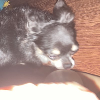 iori_haine's profile picture. 翔愛学園1年36組442番の引退気味で神出鬼没人間。5歳と4歳の娘のママ。昨年4月にチワワ(♀)が天国に旅立ち。VTuberのYouTube観るのにハマってる。【@aoyama_suzune】