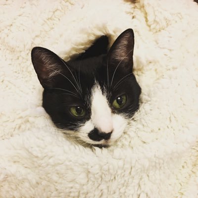 もっふん 旦那も毛布が涎臭いと思ったら 猫 猫好きさんと繋がりたい
