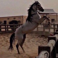 ‏‏القمة💜 (@ntrytug) 's Twitter Profile