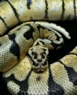 We provide a full line of Ball Python Morphs.  We also provide a selection of live bulk rodent orders for your feeder needs