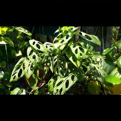 wavysmart's profile picture. 