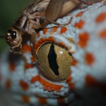 Snap_Dragonz's profile picture. A small Canadian home-based business located in Wetaskiwin, AB. What started as a hobby is still a hobby, and then some!!