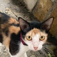 MrKovalski (@mrkovalski) 's Twitter Profile