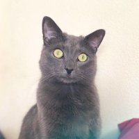 obi-wan kenobi (@generalcatnobi) 's Twitter Profile