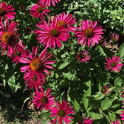 CanYouHelpNow's profile picture. Asking individuals to do one small thing to make a big difference in their community.