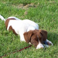 Team Taff 🐾 (@thetaffies) 's Twitter Profile