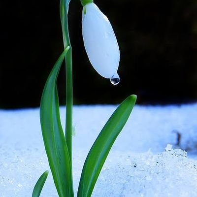 rfanKuyumcu2's profile picture. .Din nasîhattır... 
.İllâ edep İllâ edep...