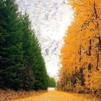 Pat Conlin (@pjconlin) 's Twitter Profile
