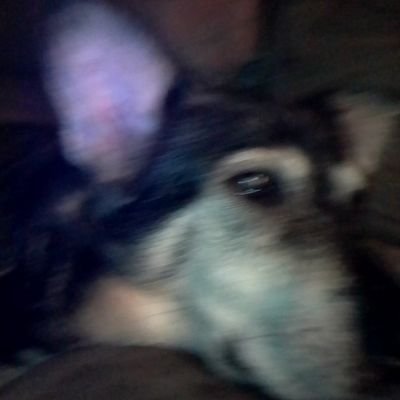 I hail from Canada and am an animal lover.Os so my 2cats and 2dogs tell me!😊If I lived in the
 US, I would be true blue Democrat. Love nature 💝, art and music
