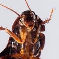 margarita_Isid's profile picture. για όλα φταίει η νοσηρή μας φαντασία