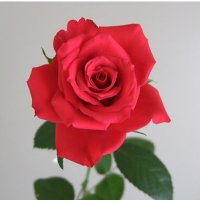 モナミ＝リコ feat.ヘイブン堂 (@erotica_heaven) Twitter profile photo