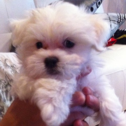 SourGummy1313's profile picture.