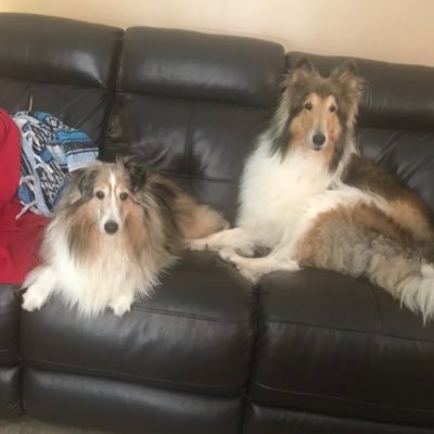 Collie, Sheltie, and the Cat