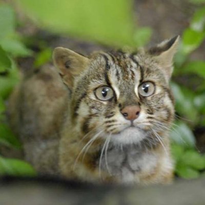 yogotoya's profile picture. やまねこ交響楽団の主に高音部担当です。未だについったの使い方が良く分かりません。