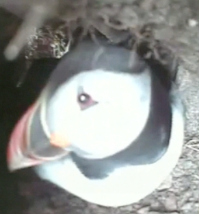 Shetland Puffins at RSPB Sumburgh Head