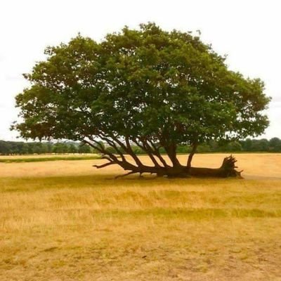 stqureshi's profile picture. Not a nerd