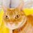 lucascat358