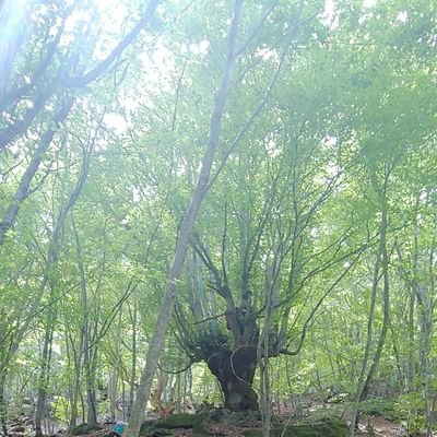 zorracana1's profile picture. Corriendo no se llega a ninguna parte. Para y observa, te sorprenderás.
Empiezo a reconciliarme conmigo misma por el daño que me infringieron otros.