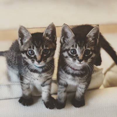 双子の子猫「わびとさび」さんのプロフィール画像