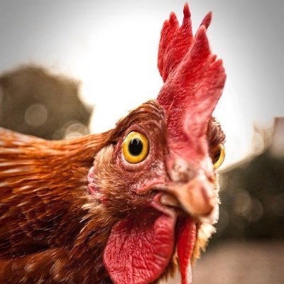 KKeleku's profile picture. Are you tokking 2 me??