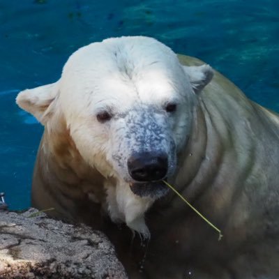 モフモフした動物が好き。 写真はインスタにUPしてます。