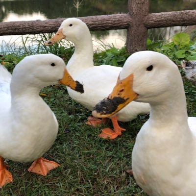 ieH1Jbq6a0WnUHs's profile picture. 好きなときに