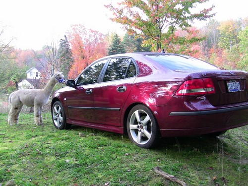 Saab driver since 1967.