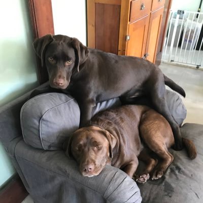 Two chocolate Labradors loving life! Eat, Play, Cuddles! “I’m a pretty princess and a floof hunter of the day”- Molly 💜 “I eat stuff” - Bentley 💙 🇦🇺 No DMs