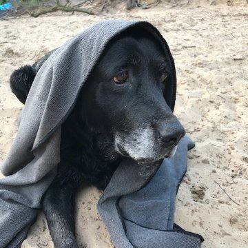 Ich bin ich und unverbesserlich, verbessernd!