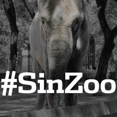 SINZOO la voz que atraviesa la sociedad pidiendo la libertad de los presos de la cárceles mal llamadas zoológicos.