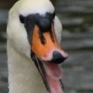 Uncultured Swan Profile