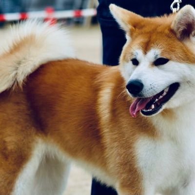 秋田犬の日常で愛犬のYouTube動画等を載せていますので秋田犬好きな人よろしくお願いします(●´ω｀●)
