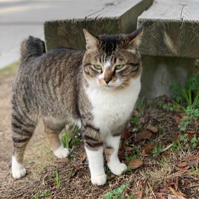 さばさんのプロフィール画像