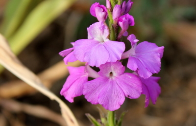 World Congress of Parasitic Plants in 2024