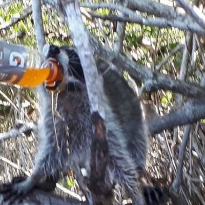 KutuPie_TM's profile picture. I am lore rat protector of the rat