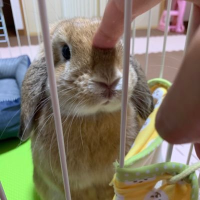 うさぎのみかん Gau9c1qs0khu1jb Twitter うさぎのみかん Gau9c1qs0khu1jb Twitter
