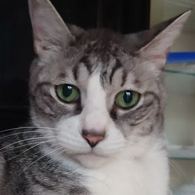 いのしなさんのプロフィール画像