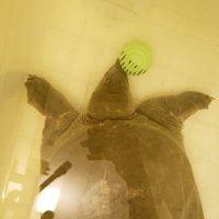 ぽんこ先輩と愉快な仲間たち (@ponkosuppon) Twitter profile photo