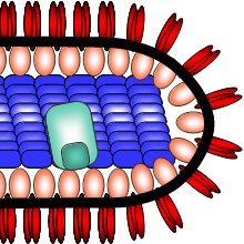 rhabdovirus biology